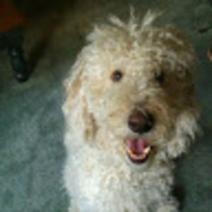 Meet your Posher, Randy